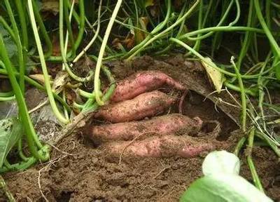 非主要農(nóng)作物種子登記新規(guī)解讀 5月1日起29種作物必須登記