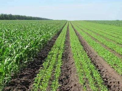 環(huán)保科普 從土壤污染到農(nóng)作物安全——守護(hù)種子，守護(hù)未來