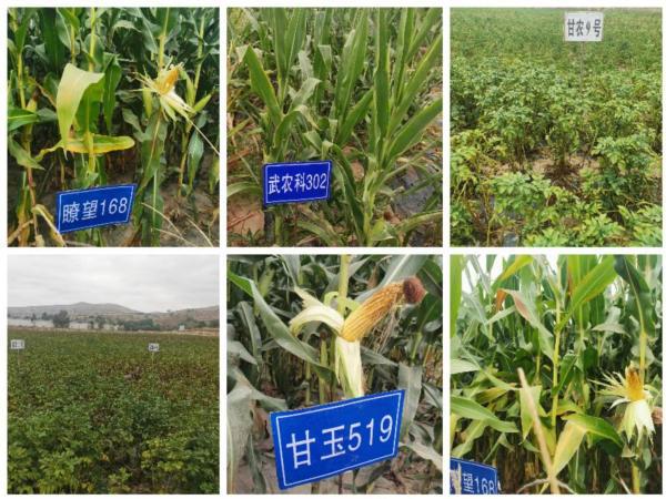 通渭縣種子服務(wù)站引領(lǐng)種業(yè)創(chuàng)新，新品種試驗(yàn)示范觀摩活動(dòng)促農(nóng)增收