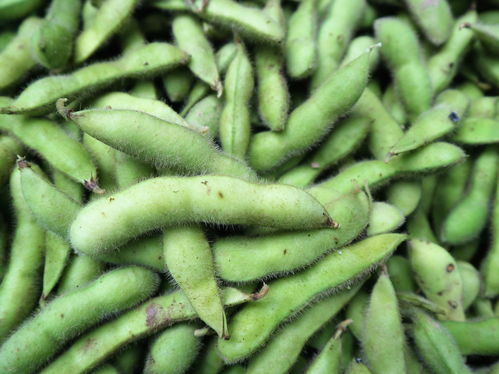 農村大嫂巧種優質蔬菜，年收兩茬創收高，畝收益達1.2萬元