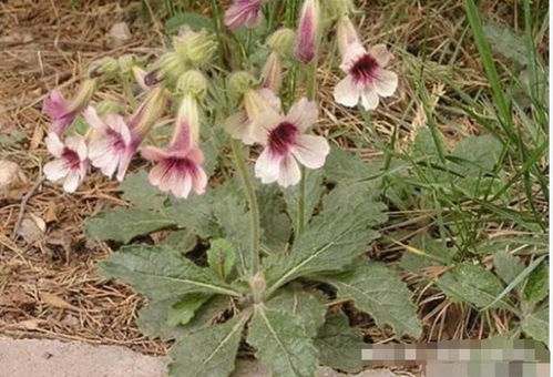 昔日田間尋常物，今朝海外黃金種——那些身價倍增的鄉土作物傳奇