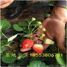 農作物種子與種苗 價格、廠家與批發采購指南